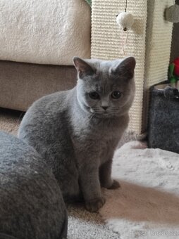 Britská koťátka britské kotě - 3