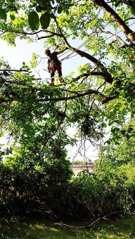 Rizikové kácení, ořezy stromů a údržba zahrad - HK kraj - 3