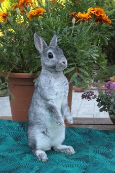 Zakrslý činčilový rex s rodokmenem - 3