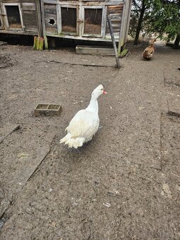 Kachny pižmové - 3