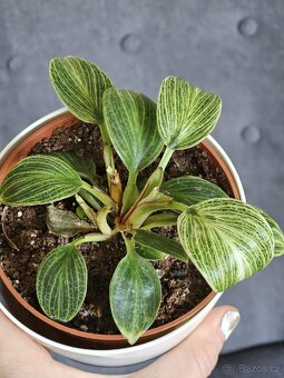 pokojová rostlina Philodendron různé - 3