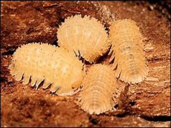 Isopody - Stinky - 3