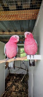 Kakadu růžový lutino a 1.1 klasik - 3