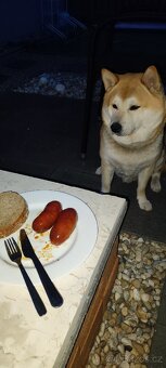 Shiba inu - 3