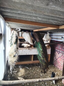 Pávy,husy, zakrslé kachny - 3