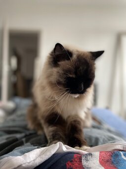 Ragdoll + škrabadlo - 3