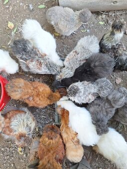 Hedvábnička USA kohouti - 3