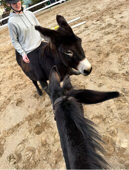 OSEL OSLÍK OSLÍČEK - 3