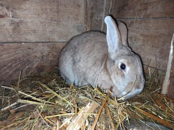 Králíci výkrm - 3