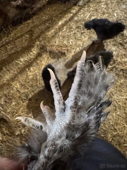 Hedvábníčky velké vousatá - 3