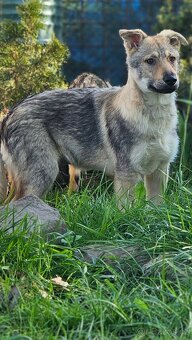 československý vlčák - 3