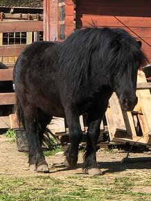 Připouštění plemenným hřebcem shetland pony standart - 3