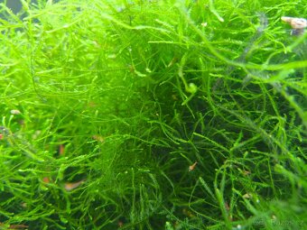 Jávský mech-Java Moss-Taxiphyllum barbieri - 3