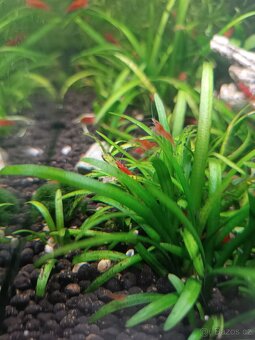 krevetky neocardina red cherry - 3