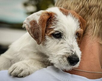 Jack Russell teriér s PP - 3