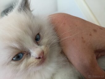 Krásná koťátka Ragdollů s PP - 3