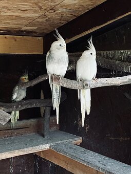 Korela chocholatá - 3