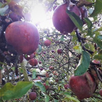 Jablka červená šťavnatá z vlastní zahrádky na prodej - 3