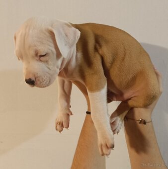 Štěňata americký stafordšírský teriér - 3