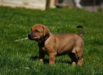 Tosa inu štěnata - přijímáme rezervace - 3