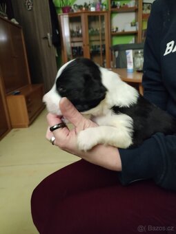 Prodám štěně - 3