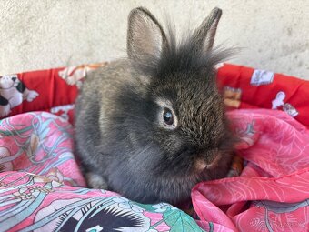 🐰🐰zakrslý králík 1x samec 1x samička - 3
