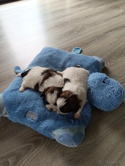 Shih-tzu - 3