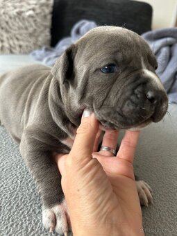 Americký stafordšírdský teriér blue, blue fawn - 3