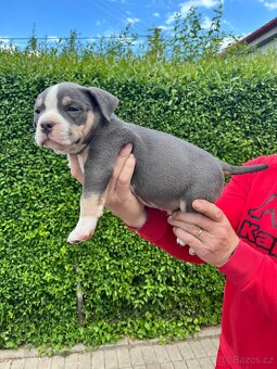 Štěně American Bully - 3