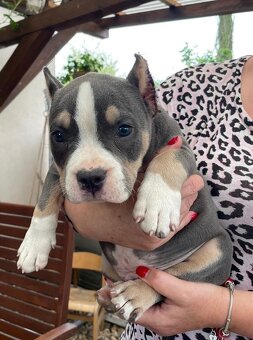 Štěně American Bully - 3