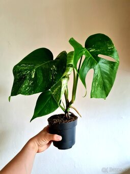 Monstera albo variegata - 3