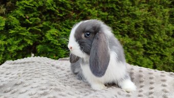 Zakrslý beránek, králíček, králík - HENRY - 3