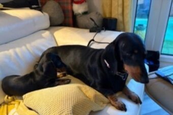 Jezevčík trpasličí - 3