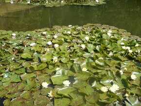 Lekníny žluté o růžové - 3