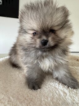 Pomeranian s p.p - 3