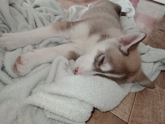 Štěňata sibiřský husky bez pp - 3