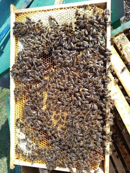 Prodej vyzimovaných včelstev - 3