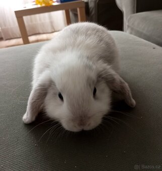 Zakrslý beránek králíček - 3