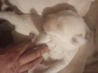 Čistokrevná štěňátka Labradora - 3