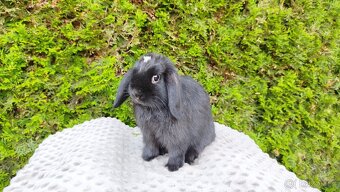 Zakrslý beránek, králíček, králík - ELLA - 3