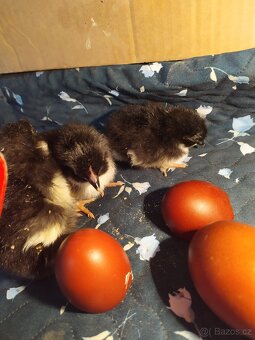 kuřátka, kuřata araukana, maranska nejen pod kvočnu - 3