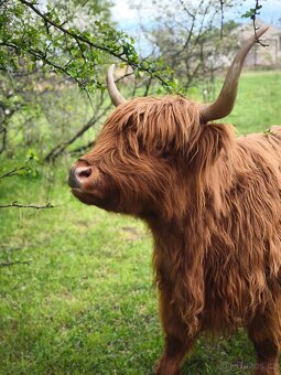 Aberdeen Angus, Highland - 3