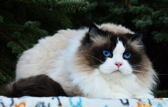 Nádherný kocour Ragdoll s PP - 3