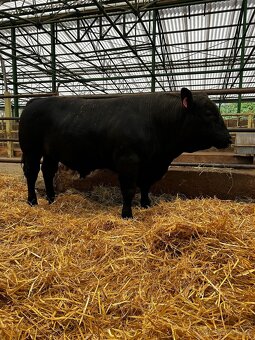 Plemenný býk Aberdeen Angus - 3