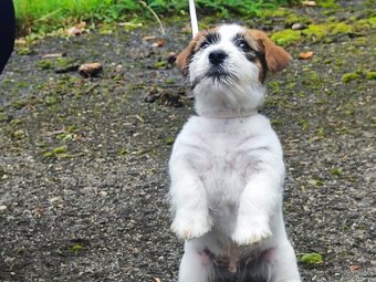 Jack Russell teriér ( Rusel teriér) s PP - 3