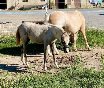 Pony kobylka - 3