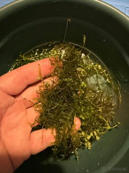 Akvarijní rostliny - 3