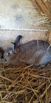 Prodám králíky - 3