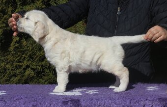 Golden retriever - psík s PP - 3