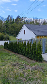 🌲 Thuje, tuje z Krkonoš až k vám domů – rozvoz po celé ČR - 3